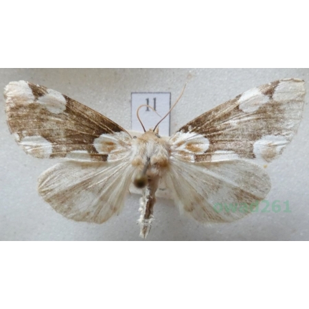 Thyatira batis (Linnaeus, 1758) Plamówka malinówka Czech1l